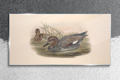 Tableau sur verre Les canards se calment dans leur environnement naturel