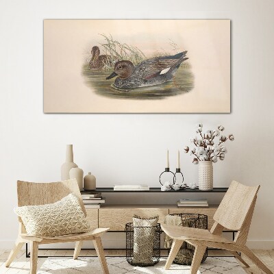 Tableau sur verre Les canards se calment dans leur environnement naturel