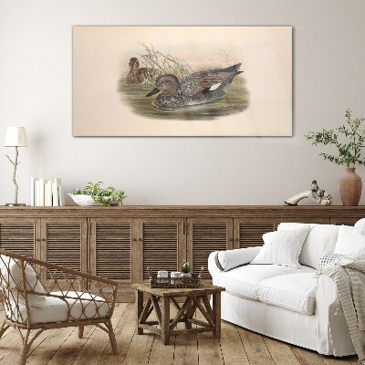 Tableau sur verre Les canards se calment dans leur environnement naturel