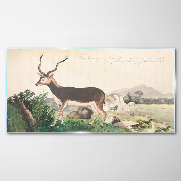 Tableau photo sur verre Antilope dans le paysage