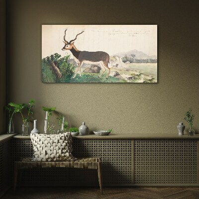 Tableau photo sur verre Antilope dans le paysage