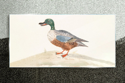 Tableau en verre Un canard sur un fond de couleurs délicates