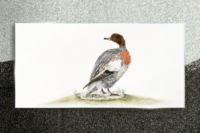 Tableau verre imprimé Canard sur fond naturel