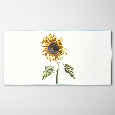 Tableau verre imprimé Fleur de tournesol sur fond blanc