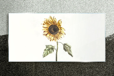 Tableau verre imprimé Fleur de tournesol sur fond blanc