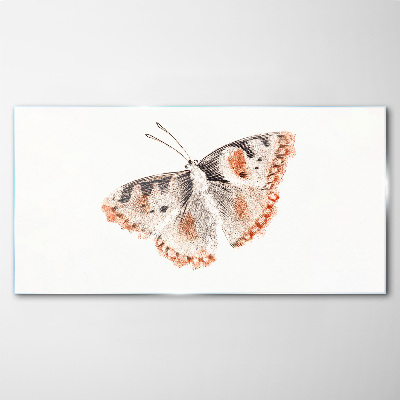 Tableau photo sur verre Papillon sur fond blanc