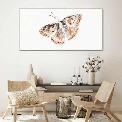 Tableau photo sur verre Papillon sur fond blanc