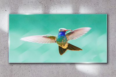 Tableau photo sur verre Colibri sur fond bleu