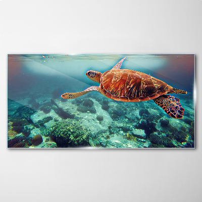 Tableau sur verre Tortue dans des eaux tranquilles