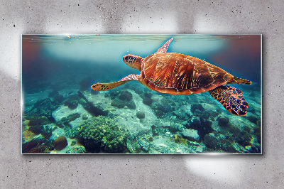 Tableau sur verre Tortue dans des eaux tranquilles