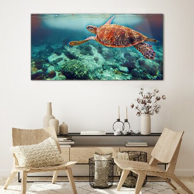 Tableau sur verre Tortue dans des eaux tranquilles