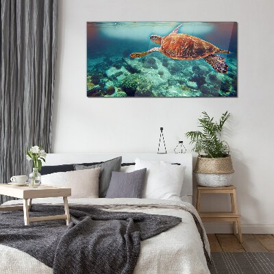 Tableau sur verre Tortue dans des eaux tranquilles