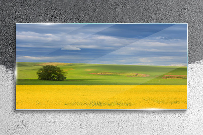 Tableau verre imprimé Champs jaunes sous un ciel bleu