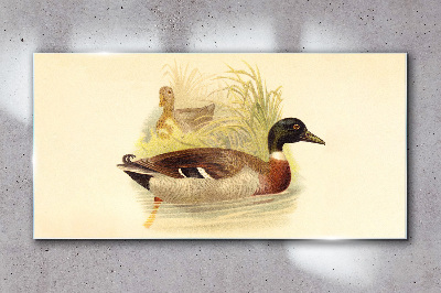 Tableau verre imprimé Canards dans l'herbe