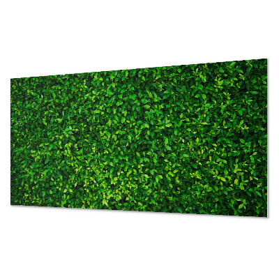 Panneau mural pvc Un mur dense de feuilles