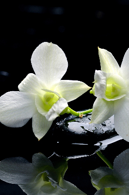 Store intérieur Orchidées