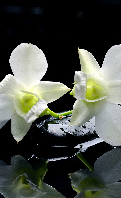 Store intérieur Orchidées