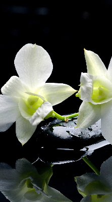 Store intérieur Orchidées
