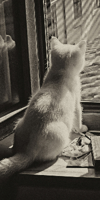 Store intérieur Des chats à la fenêtre