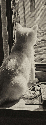 Store intérieur Des chats à la fenêtre