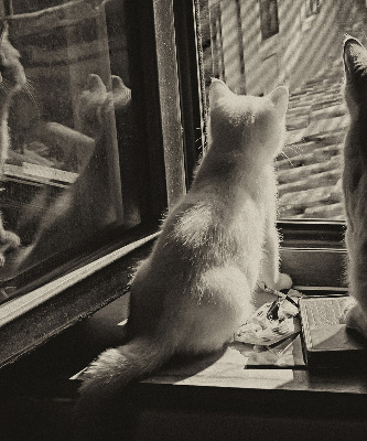Store intérieur Des chats à la fenêtre