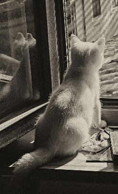 Store intérieur Des chats à la fenêtre