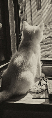 Store intérieur Des chats à la fenêtre