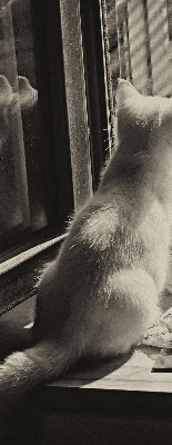 Store intérieur Des chats à la fenêtre