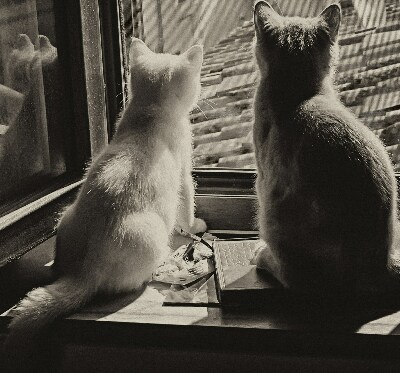 Store intérieur Des chats à la fenêtre