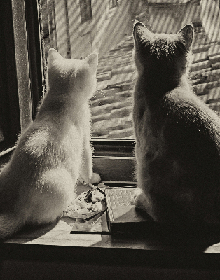 Store intérieur Des chats à la fenêtre