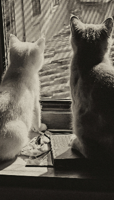 Store intérieur Des chats à la fenêtre