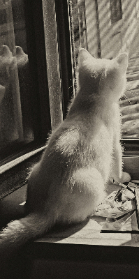 Store intérieur Des chats à la fenêtre