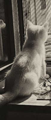 Store intérieur Des chats à la fenêtre