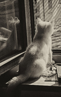 Store intérieur Des chats à la fenêtre