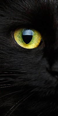 Store enrouleur Yeux de chat