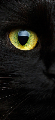 Store enrouleur Yeux de chat