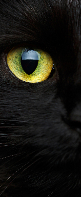 Store enrouleur Yeux de chat