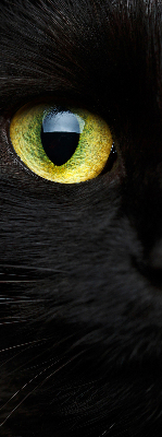 Store enrouleur Yeux de chat