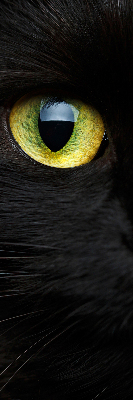 Store enrouleur Yeux de chat