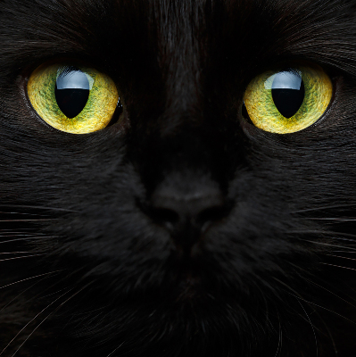 Store enrouleur Yeux de chat