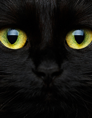Store enrouleur Yeux de chat