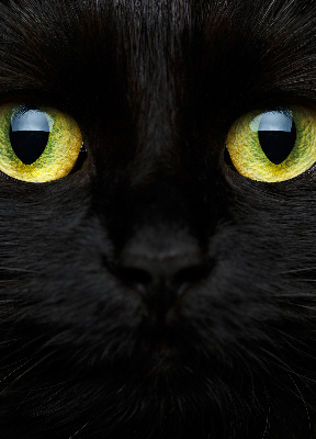 Store enrouleur Yeux de chat