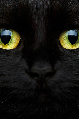 Store enrouleur Yeux de chat