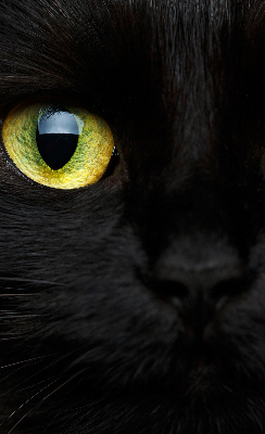 Store enrouleur Yeux de chat