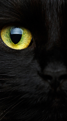 Store enrouleur Yeux de chat
