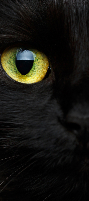 Store enrouleur Yeux de chat