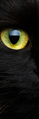 Store enrouleur Yeux de chat