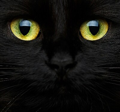 Store enrouleur Yeux de chat