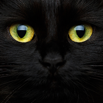 Store enrouleur Yeux de chat