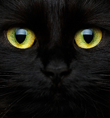 Store enrouleur Yeux de chat